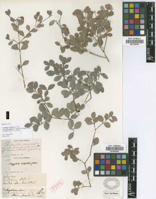 Myginda integrifolia Poir. f. C.'Wright ex Griseb. glaucifolia[holotype]