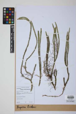 Phlegmariurus lindenii (Spring) B. &Oslash;llg.