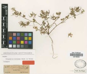 Trigonella kotschyi Fenzl in Boiss. [isotype]