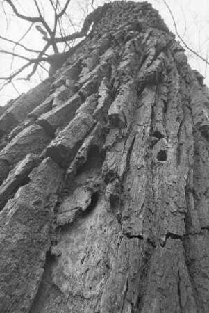 Kritik an der Fällung einer morschen Eiche durch die Schlossgartenverwaltung wegen Nistens einer Eichenbockpopulation im Baumstamm