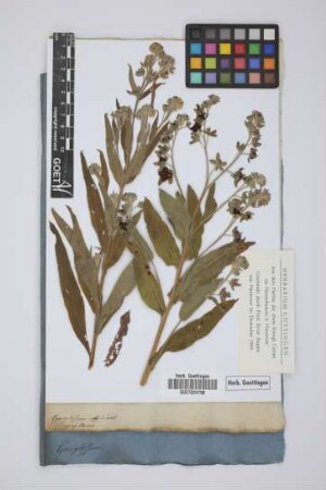 Cynoglossum officinale