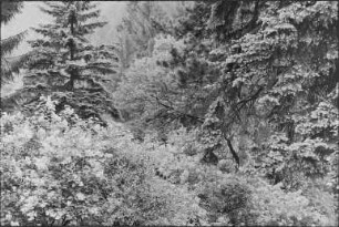 Wald