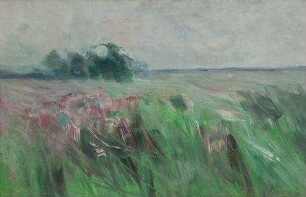 Wiese im Nebel