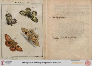 Tafel_VII-64 Dreyerley seltene inländische Papilionen, verschiedener Classen