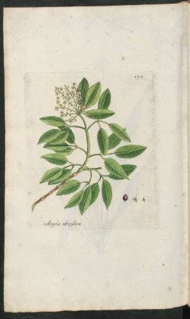 494. Amyris elemifera