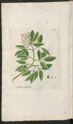 494. Amyris elemifera