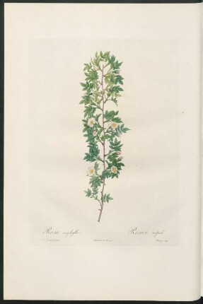 Rosa aciphylla. Rosier cuspidé. Chapuy sculp.