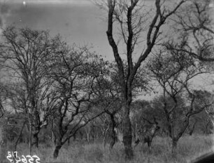 Kudus : Zwei Kudus zwischen Bäumen in einer Savannenlandschaft.