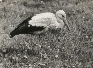 Dresden, Zoologischer Garten. Weißstorch (Circonia circonia)