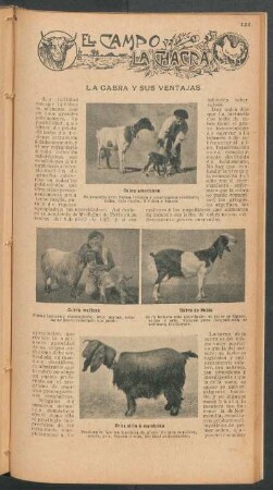 La cabra y sus ventajas : El campo y la chacra