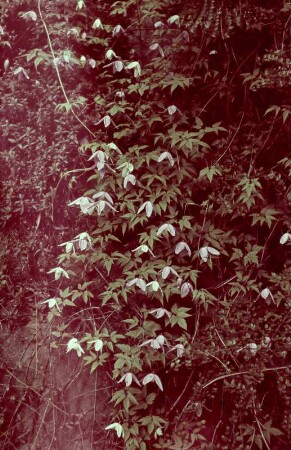 Schloss Eckberg, Park : Alpinum?, Clematis, Schloss Eckberg, Park