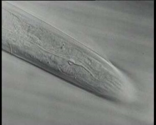 Tylenchorhynchus dubius (Nematoda) - Saugen an Wurzeln von Sämlingen (Rübsen)