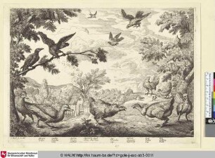[Raben, Eichelhäher und andere Vögel; Raves, jays and other birds]