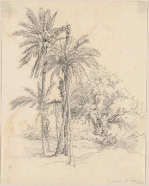 Dattelpalmen und Korkeiche bei Malaga