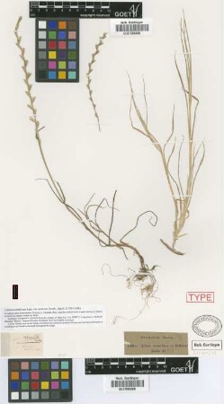 Lolium multiflorum Lam. var. muticum Griseb.[lectotype]