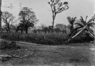Landschaft mit Bäumen : Eine Landschaft mit Bäumen und Gräsern in Brasilien. Im Vordergrund verläuft eine Straße.