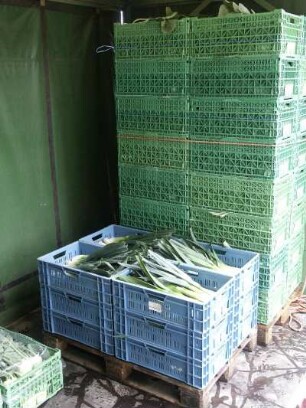 Erntekisten mit Gemüse