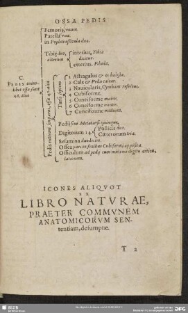 Icones Aliquot Ex Libro Naturae, Praeter Communem Anatomicorum Sententiam, desumptae