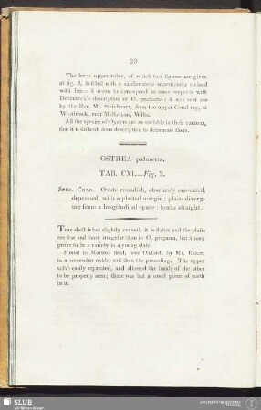 Ostrea palmetta. Tab. CXI. — Fig. 2