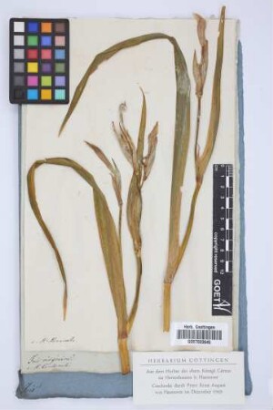 Iris virginica
