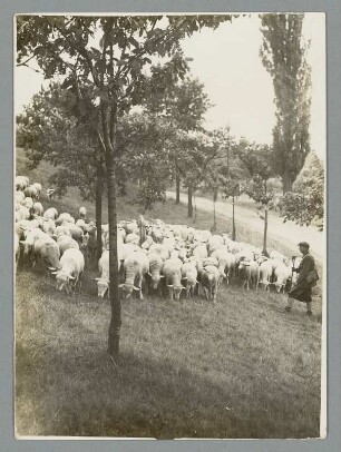 Kohren-Sahlis. Weidende Schafherde am Ortsrand