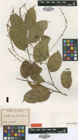 Ophiobotrys zenkeri Gilg [type]