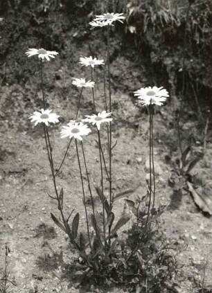 Korbblütengewächse (Asteraceae). Margerite (Chrysanthemum leucanthemum L.), Weiße Wucherblume. Einzelstaude, Ostkarpaten