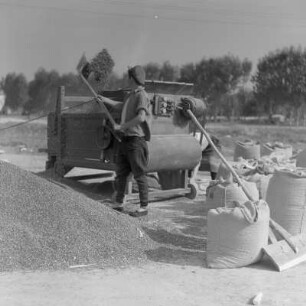 Auf dem Druschplatz der Landwirtschaftlichen Produktionsgenossenschaft „Georgi Dimitroff“ in Razhevo Konare