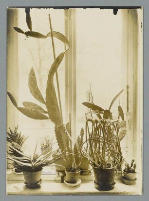 Ein Fenster das Kakteen braucht