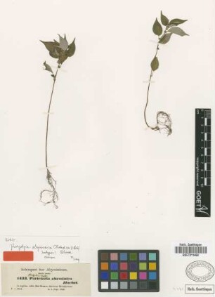 Parietaria abyssinica Hochst. ex A.Rich. [isotype]