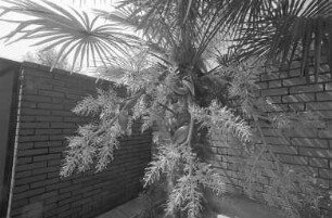 Japanische Hanfpalme im Garten Neureuter Hauptstraße 277