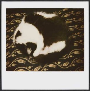 Siebecks Katze Frau Hoffmann auf Schloss Mahlberg