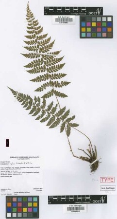 Polystichum rufum M.Kessler & A.R.Sm. [paratype]
