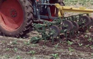 Fotografie: Pflegegerät, Zuckerrübe, Hackmaschine, Heckanbau