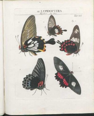 III. Lepidoptera.