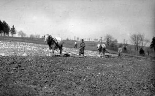 Bauern mit Ochsen beim Eggen