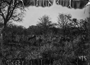 Gnus und Impalas : Gnus und Impala-Antilopen beim Äsen.