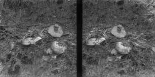Dickblättriger Schwärz-Täubling : Dickblättriger Schwärz-Täubling (Russula nigricans Fries).