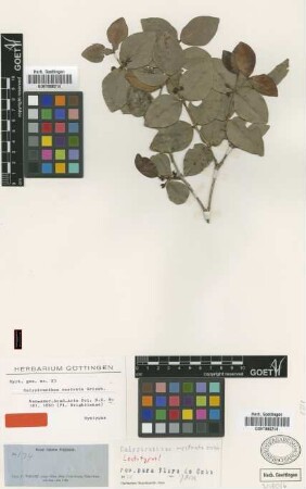 Calyptranthes rostrata Griseb. [lectotype]