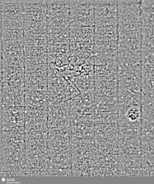 Zirkel (gekrönt) = S.33/34