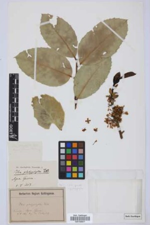 Ilex platyphylla Webb & Berth.