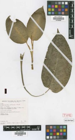 Dieffenbachia williamsii Croat [paratype]