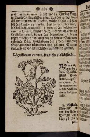 488-499, Ligusticum verum - Lolium