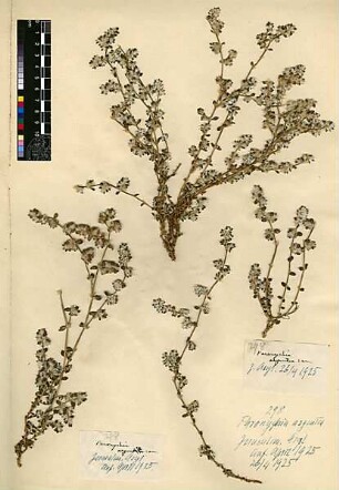 Caryophyllaceae Paronychia argentea Lamarck, Jean-Baptiste Pierre Antoine de Monet de (1744 - 1829) [Jerusalem, Yerushalayim, El Quds, Al-Quds, Al Quds, El Quds Esh Sherif, Al-Muqaddas, Jérusalem, Gerusalemme, Jerusalén, Aelia Capitolina, Colonia Aelia Capitolina, Hierosolyma, Urusalim, Jerusalem]