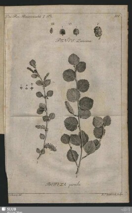 Betula pumila
