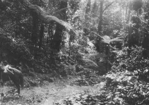 Vegetationsansicht : Vegetation in der Nähe von Totontepec
