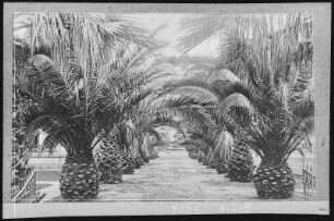 Santa Ana. Palms at Santa Ana, Cal.