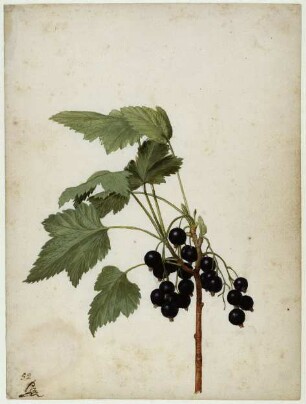Schwarze Johannisbeere