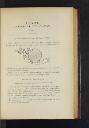 L'Agave Culture Et Exploitaton.