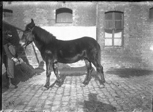 Maulesel, Pferd, männlich